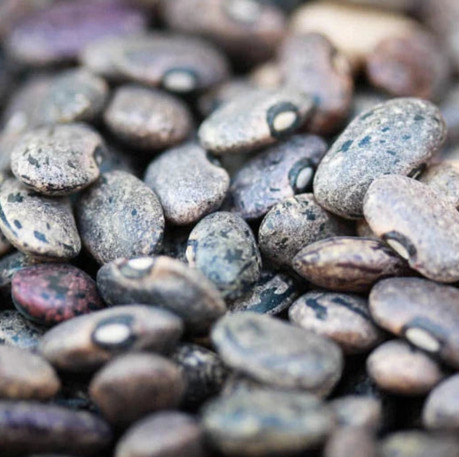 Enhanced view of Moro Beans texture