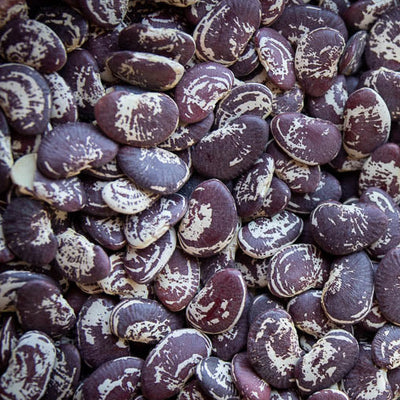 close up view of Christmas lima beans