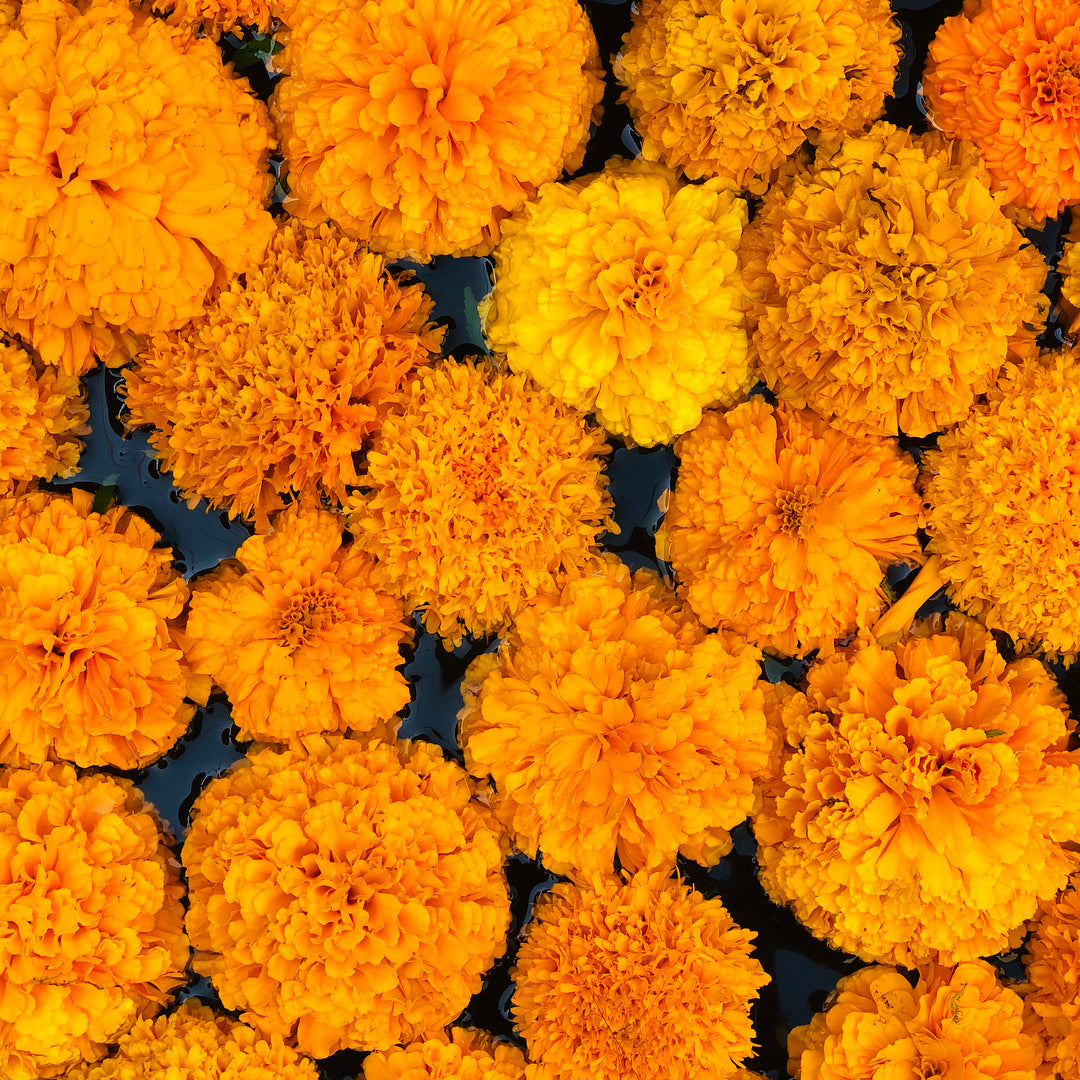 Marigold Flowers