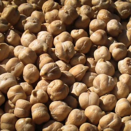 close up view of garbanzo beans