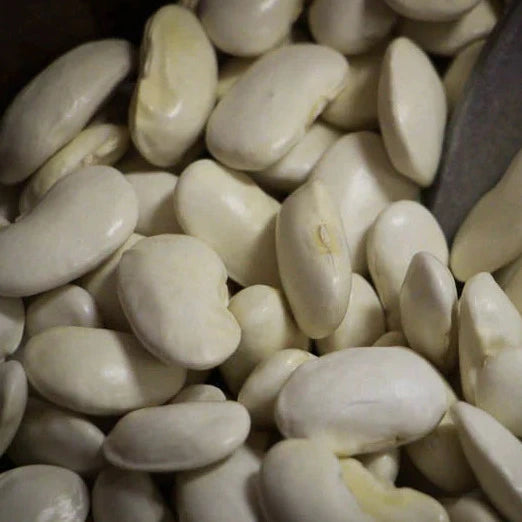 close up view of royal corona beans