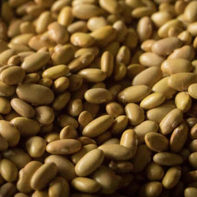 close up view of mayocoba beans