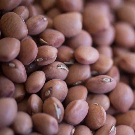 close up view of Santa Maria pinquito beans