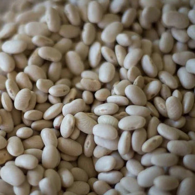 close up of alubia blanca beans
