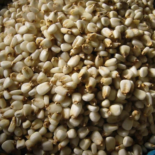 Close up view of dried white corn hominy