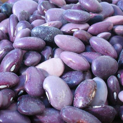 Close up of the ayocote morado, or purple, beans.